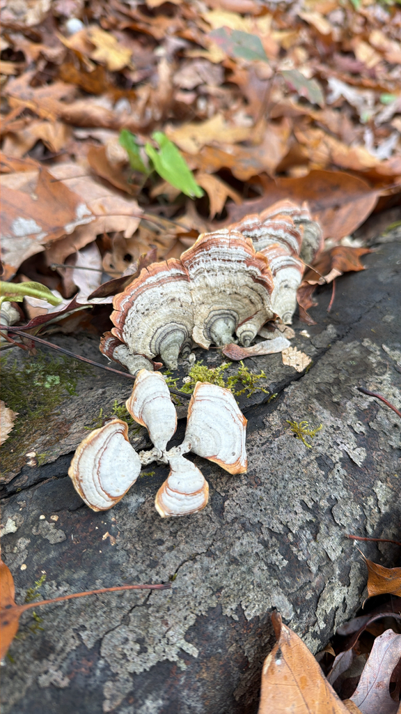 Stereum lobatum · November 2025 · photo: © epagelhogan (iNaturalist, cc0)
