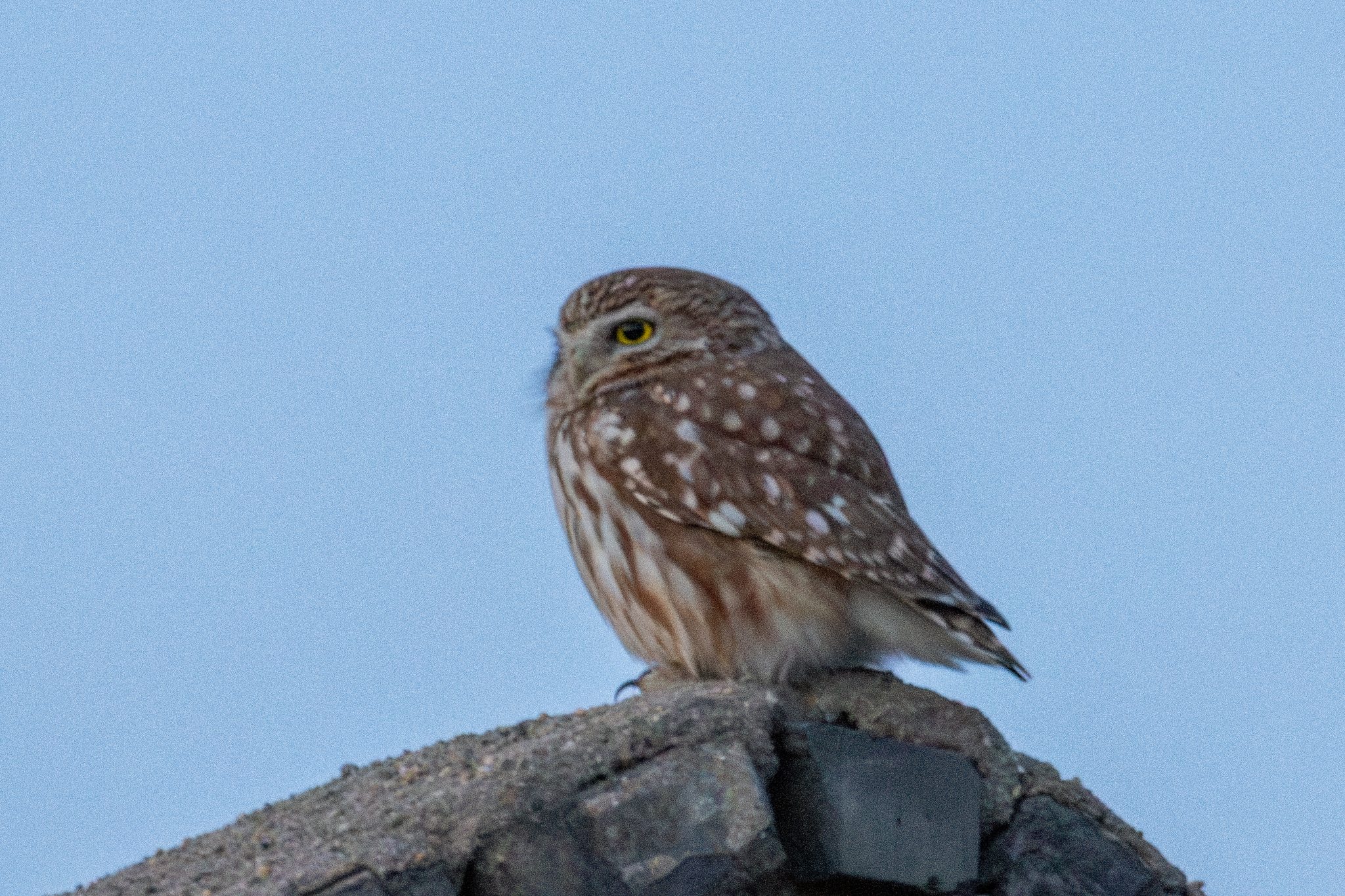 Little Owl