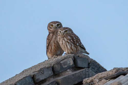 Northern Little Owl