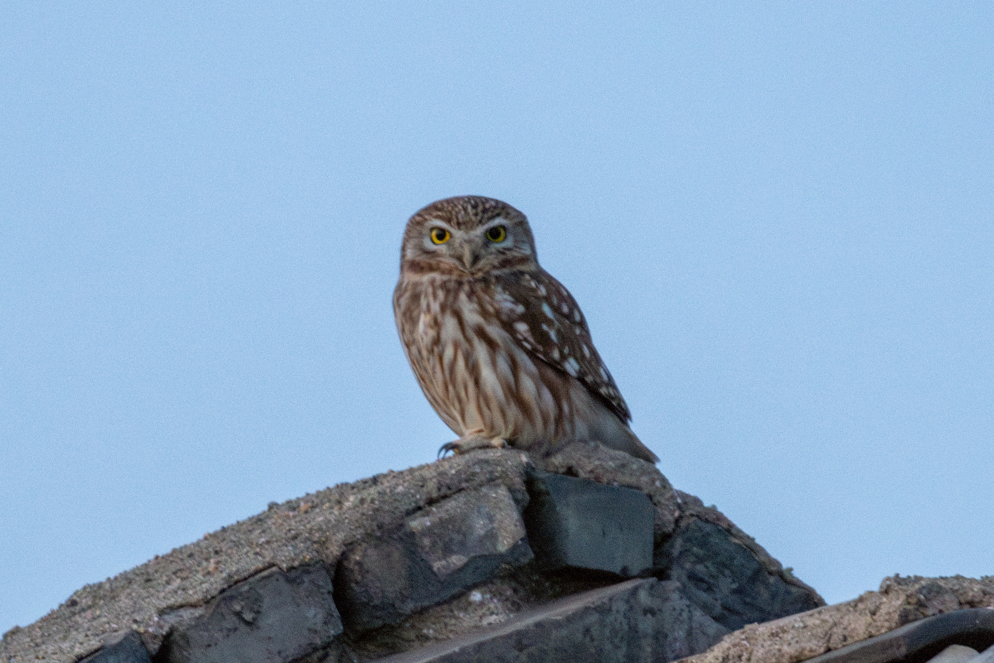 Little Owl