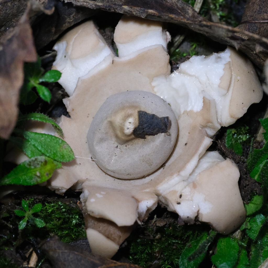 Geastrum michelianum · December 2025 · photo: © f-sundw (iNaturalist, cc-by)