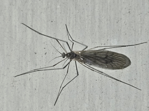 Unknown species found near Horton, KS 66439, USA