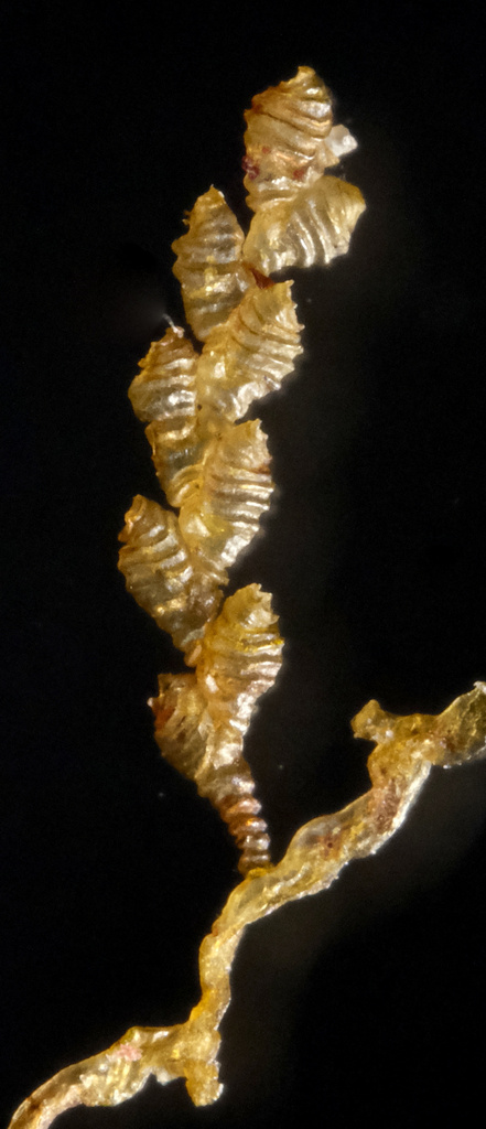 snail trefoil hydroid