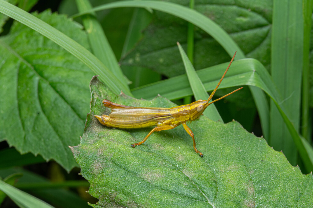 Mongolotettix anomopterus