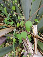 Plagianthus regius