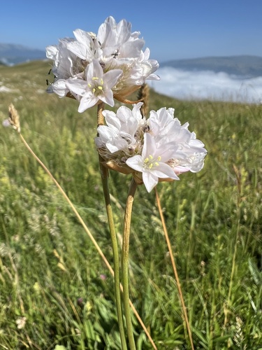 Armeria canescens
