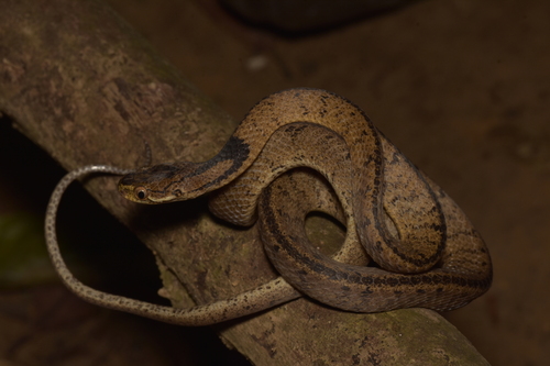 Di Linh Snail-eating Snake