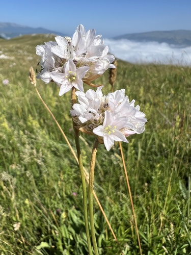Armeria canescens, photograph 1