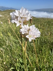 Mirko Ubović, CC0, iNaturalist via GBIF Armeria canescens, photograph Mirko Ubović, CC0, iNaturalist via GBIF