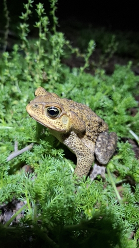 Yellow Cururu Toad