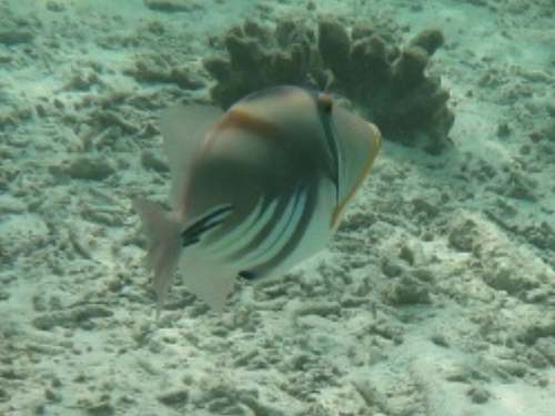 Rhinecanthus aculeatus