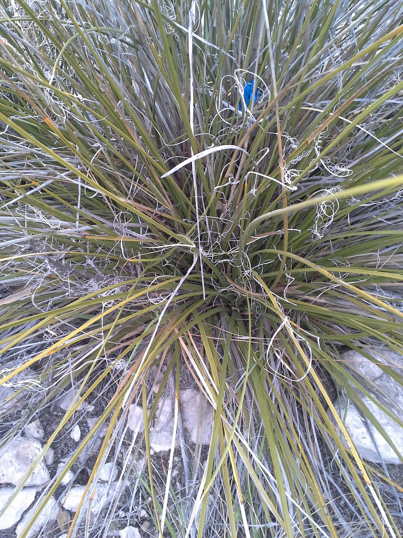 Nolina micrantha