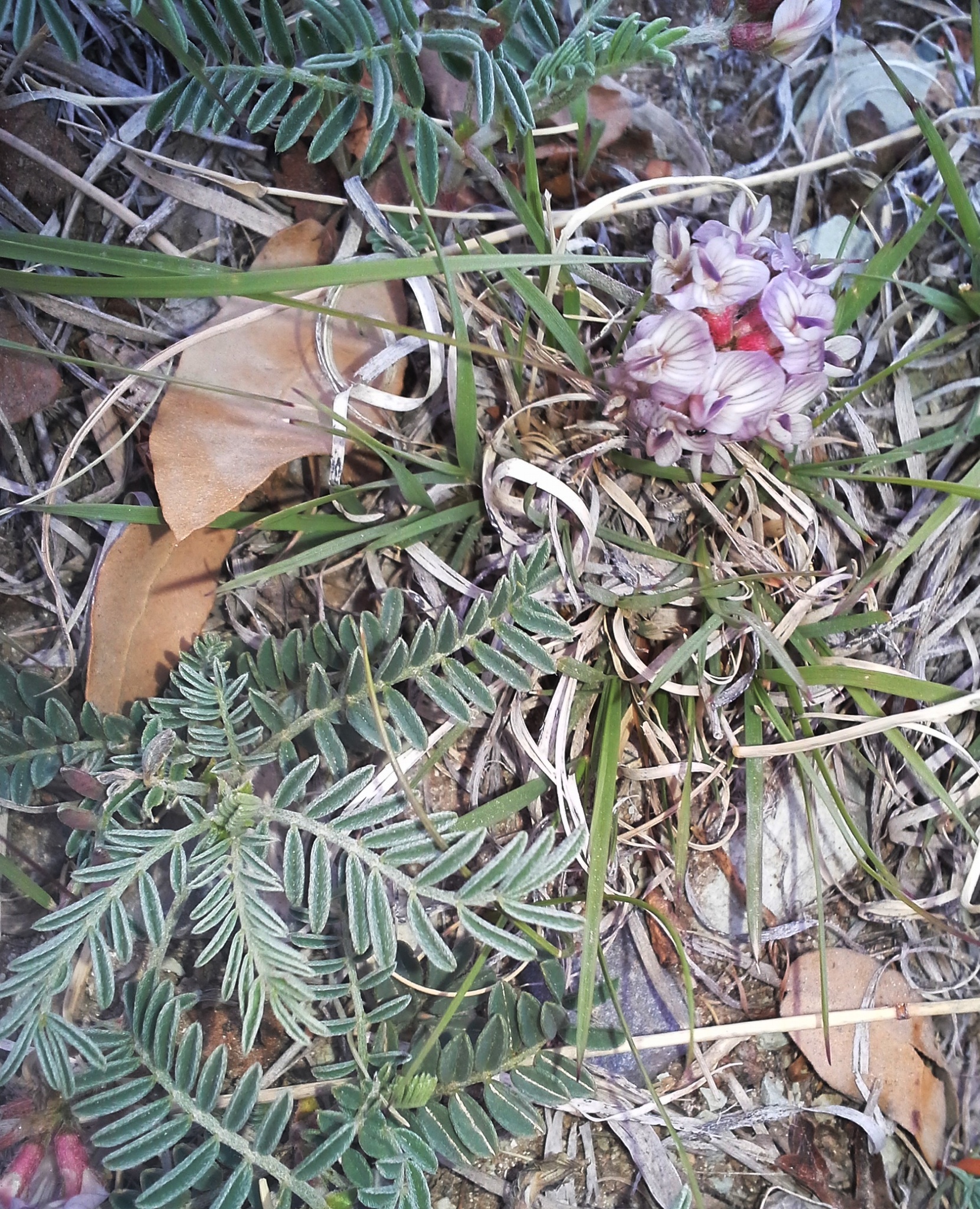 Astragalus pictiformis