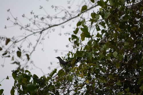 Gray Catbird photographed in Texas