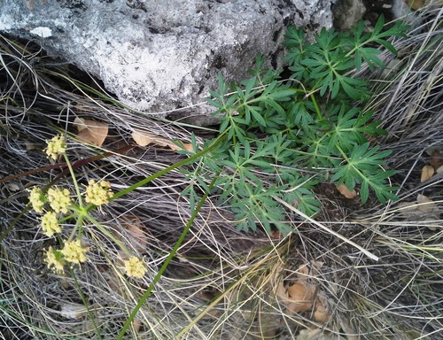Trans-Pecos false mountainparsley (Pseudocymopterus longiradiatus)