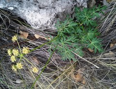 Cymopterus longiradiatus