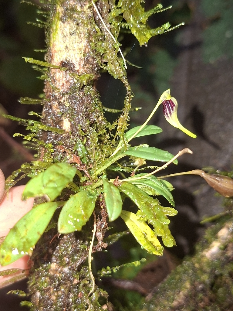 Diodonopsis anachaeta
