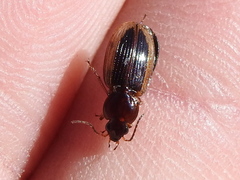 Agonum pallipes