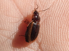 Agonum pallipes