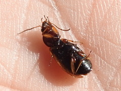 Agonum pallipes