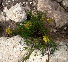 Cymopterus filifolius
