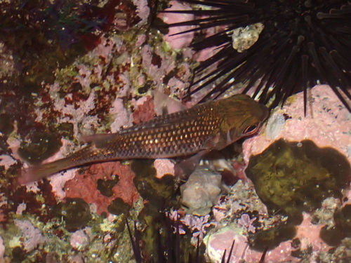 Tinsel squirrelfish (Sargocentron suborbitale) — Holocentridae — 4