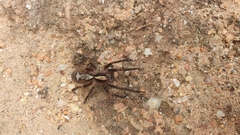 Ctenus ornatus
