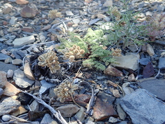 Cymopterus aboriginum