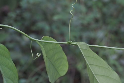 Passiflora cerasina (Passiflora cerasina)