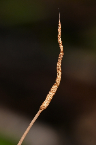 Ophiocordyceps cf. elongatistromata