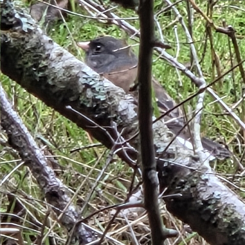 Dark-eyed Junco