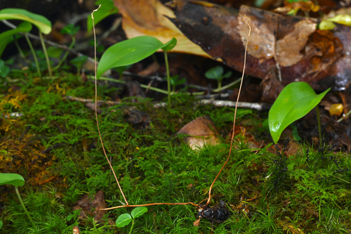 Ophiocordyceps cf. elongatistromata