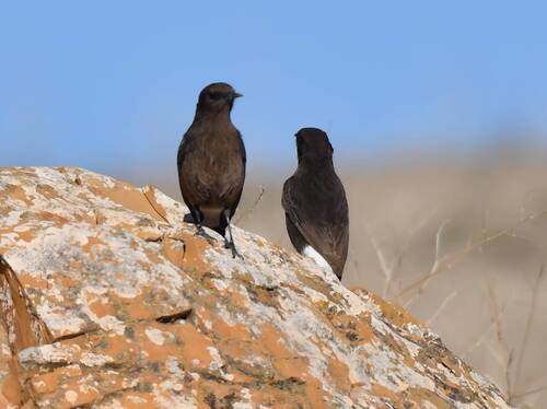 Collalba negra (Oenanthe leucura)