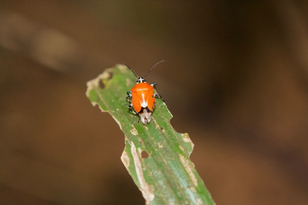 Coryzorhaphis cruciata