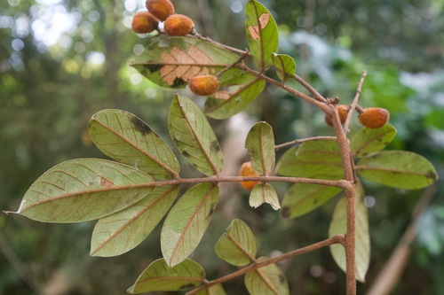 Cnestidium rufescens observed 2020-01-24