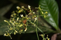 Psychotria marginata image