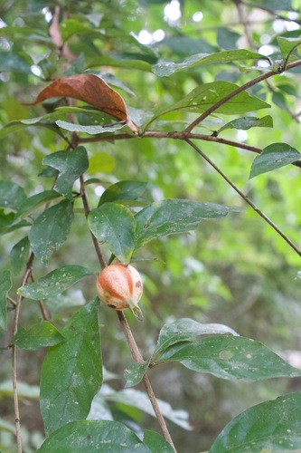 Rosenbergiodendron formosum