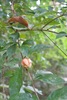 Rosenbergiodendron formosum - Photo (c) Riley Fortier, some rights reserved (CC BY-NC), uploaded by Riley Fortier