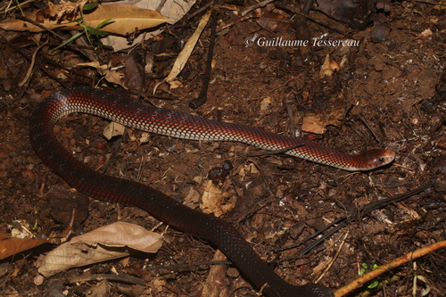 Solomons Coral Snake