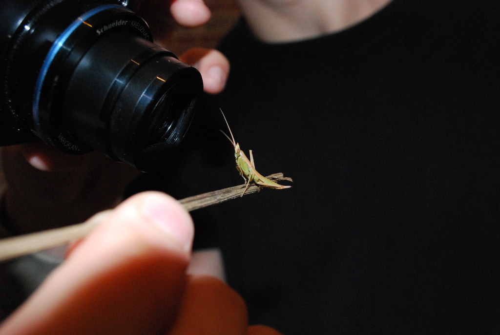 Wingless Mantis
