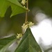 Adelia triloba - Photo (c) Riley Fortier, some rights reserved (CC BY-NC), uploaded by Riley Fortier