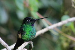 Buff-Winged Starfrontlet photo 4