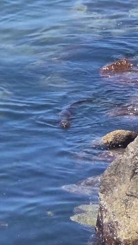 ミナミウミカワウソ