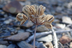 Cymopterus aboriginum