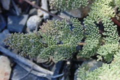 Cymopterus aboriginum