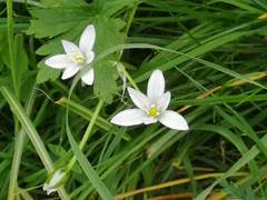 Ornithogalum umbellatum
