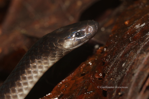 Solomons Coral Snake