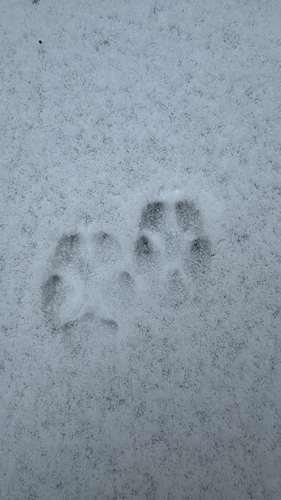 Red Fox photographed in Connecticut