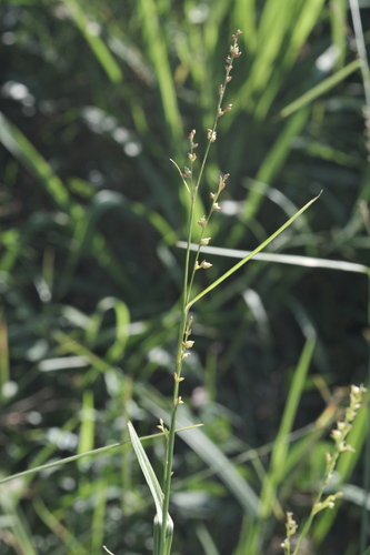 Scleria microcarpa, photograph 2