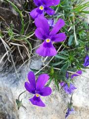 Viola dubyana